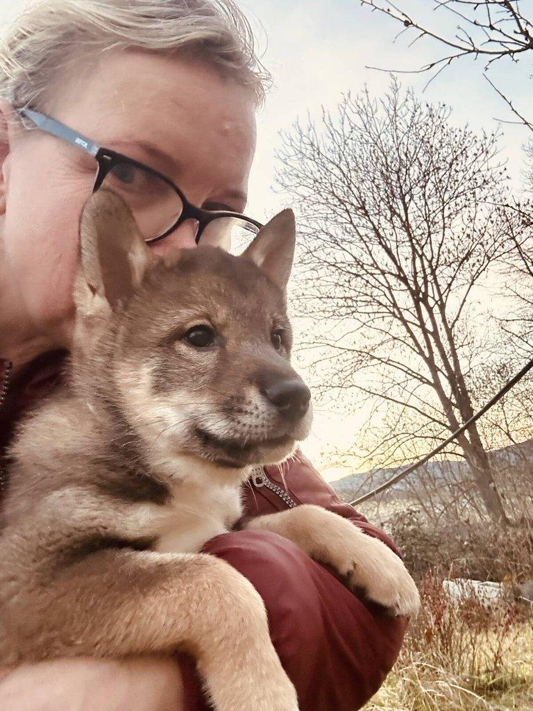 Shikoku štěňátko hledá milující domov