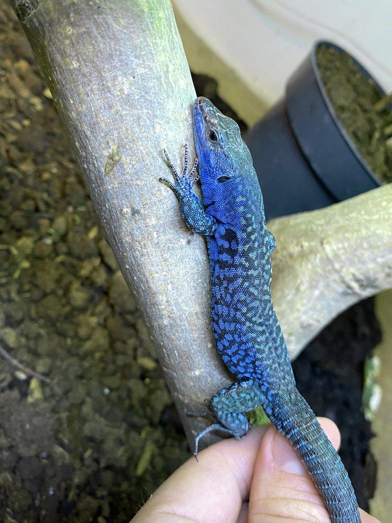 Podarcis Sicula Paulae