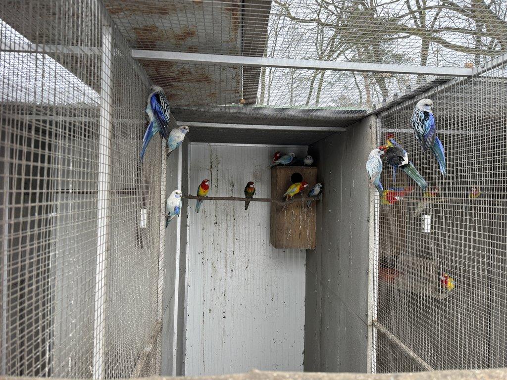 Rosela pestrá - samci MODRÁ, MODRÁ PASTEL