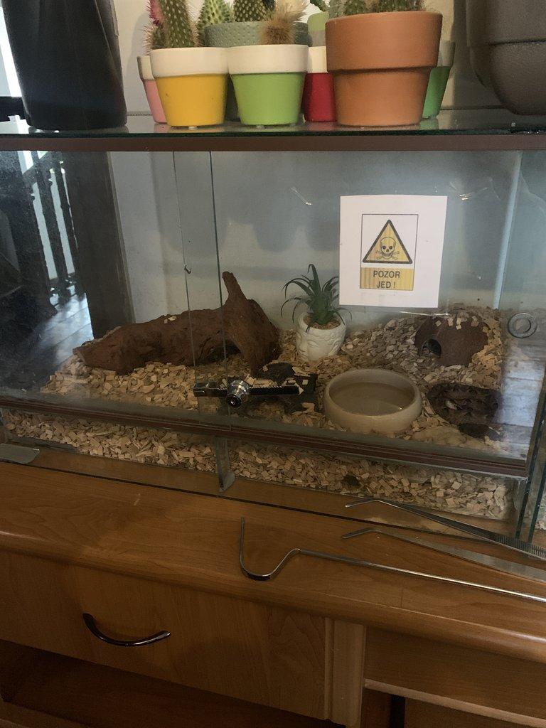 Calloselesma Rhodostoma komplet set