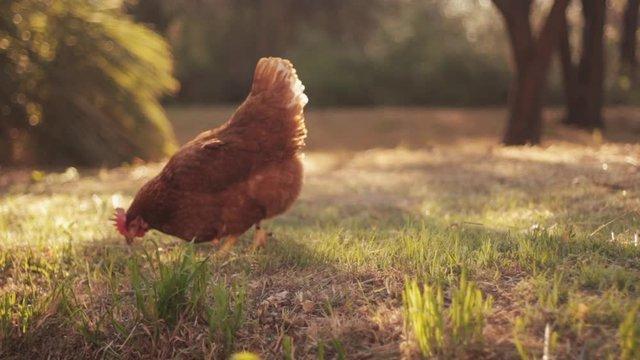 Slepice Nosnice Dominanty 22 týdnů staré, těsně před snáškou, 10 barev na výběr!