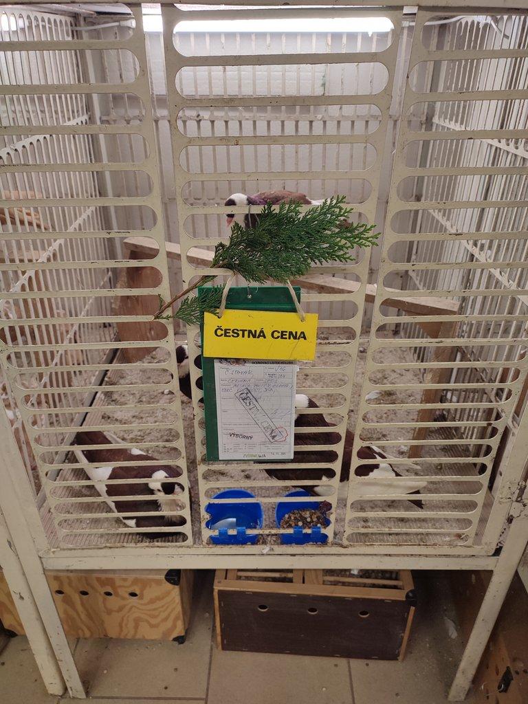 Český stavák červený Sedlatý- Holoubata