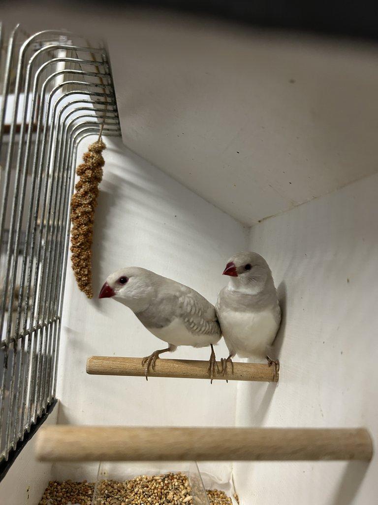 Amadina diamantová stříbrná