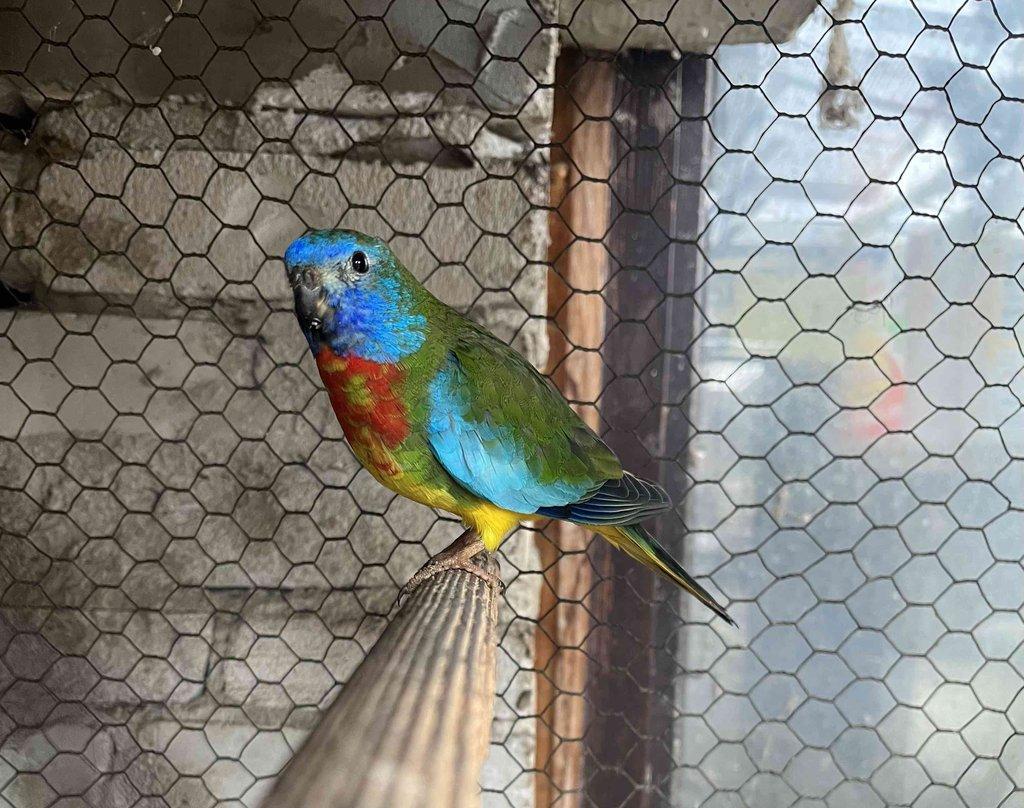 Prodám loňské neofémy modrohlavé