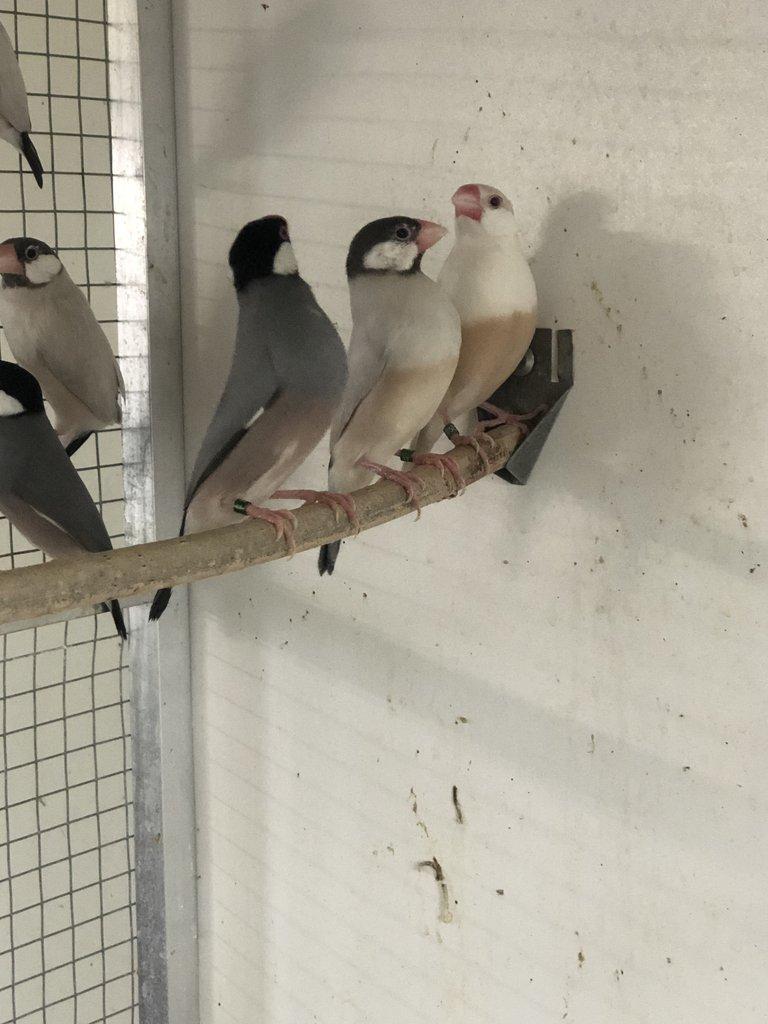 Prodam loňske a letošní ryžovniky