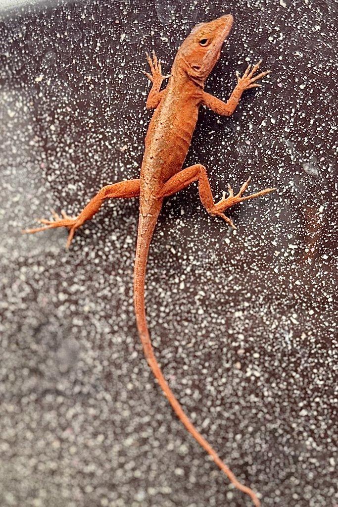 Anolis sagrei RED & RED HEAD