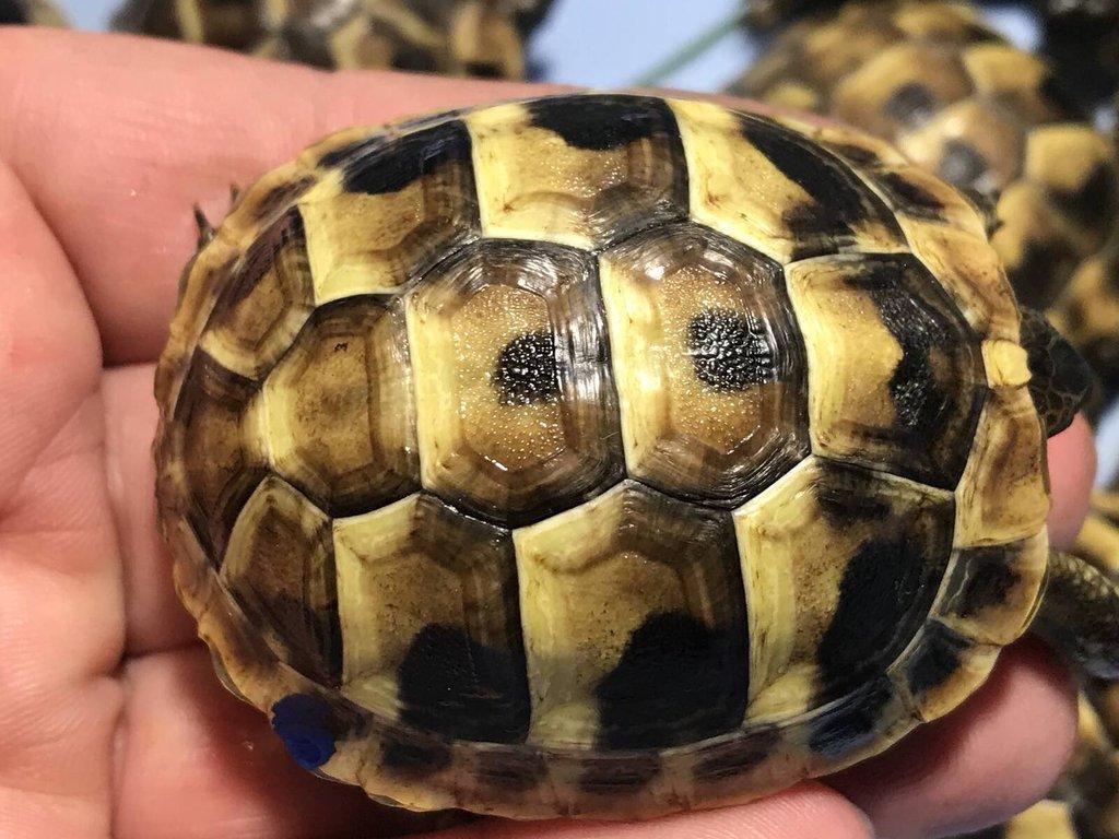 suchozemská želva, želva zelenavá