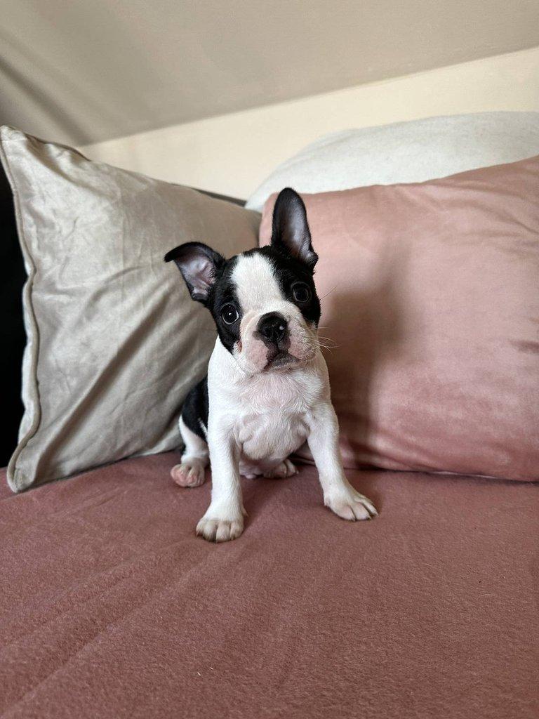 Bostonský teriér s PP FCI