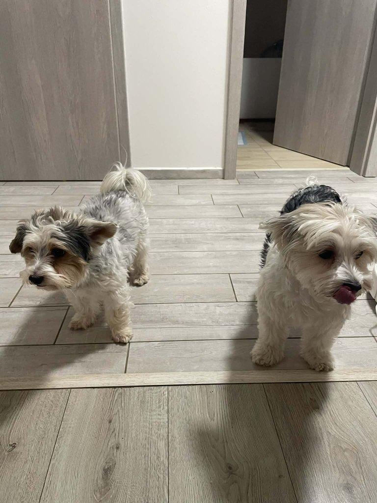 Nabízím k rezervaci štěňátka biewer teriér bez PP