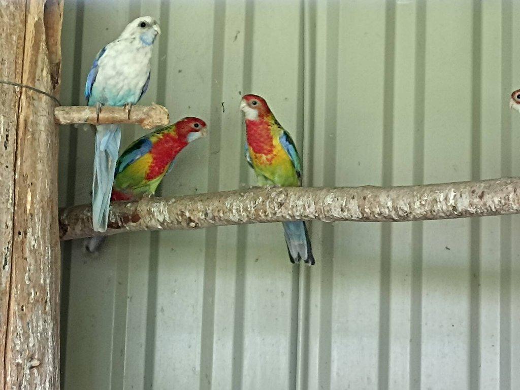 Rosely pestré -modrá, černá.