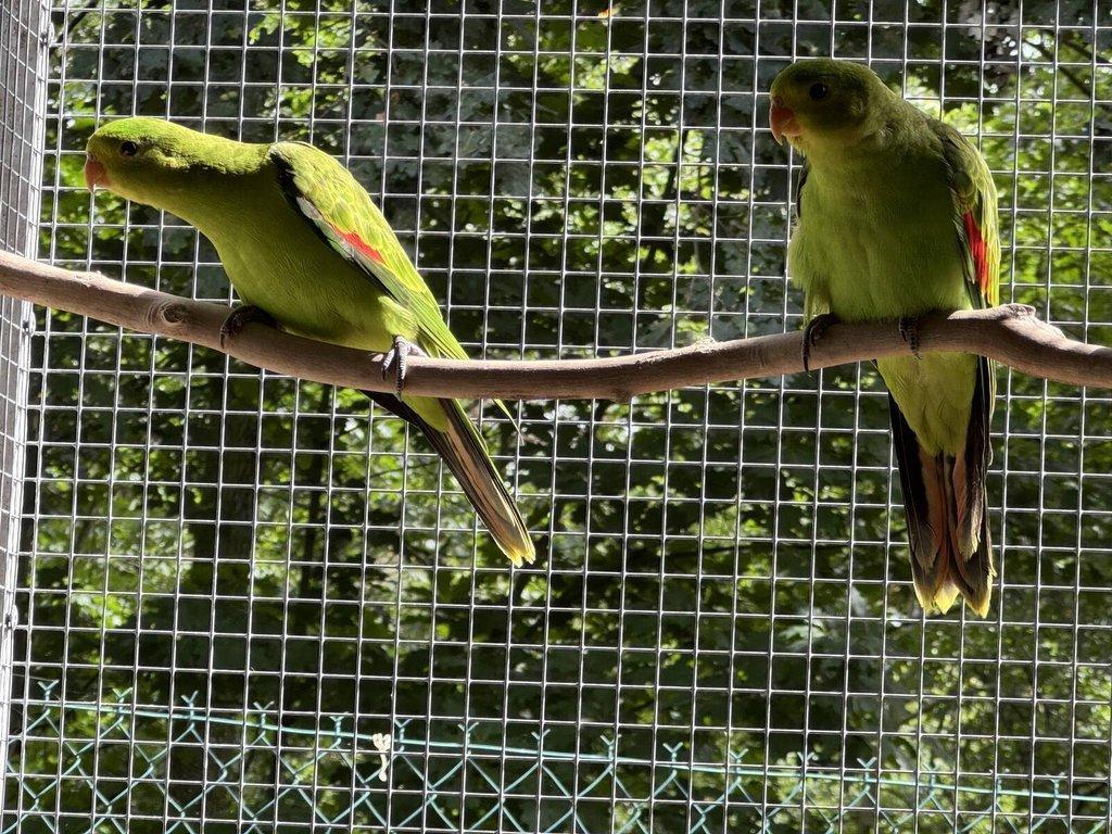 Papoušek červenokřídlý 1,0 žlutý a 1,0 štěpitelný na žlutou 2025