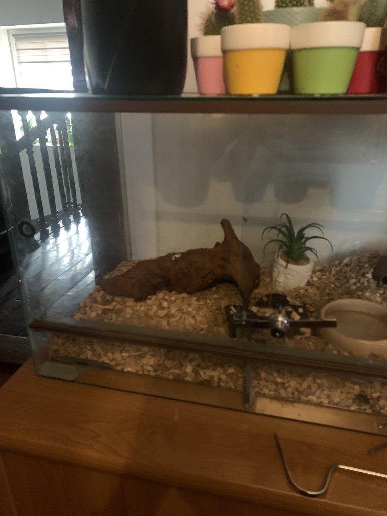 Calloselesma Rhodostoma komplet set