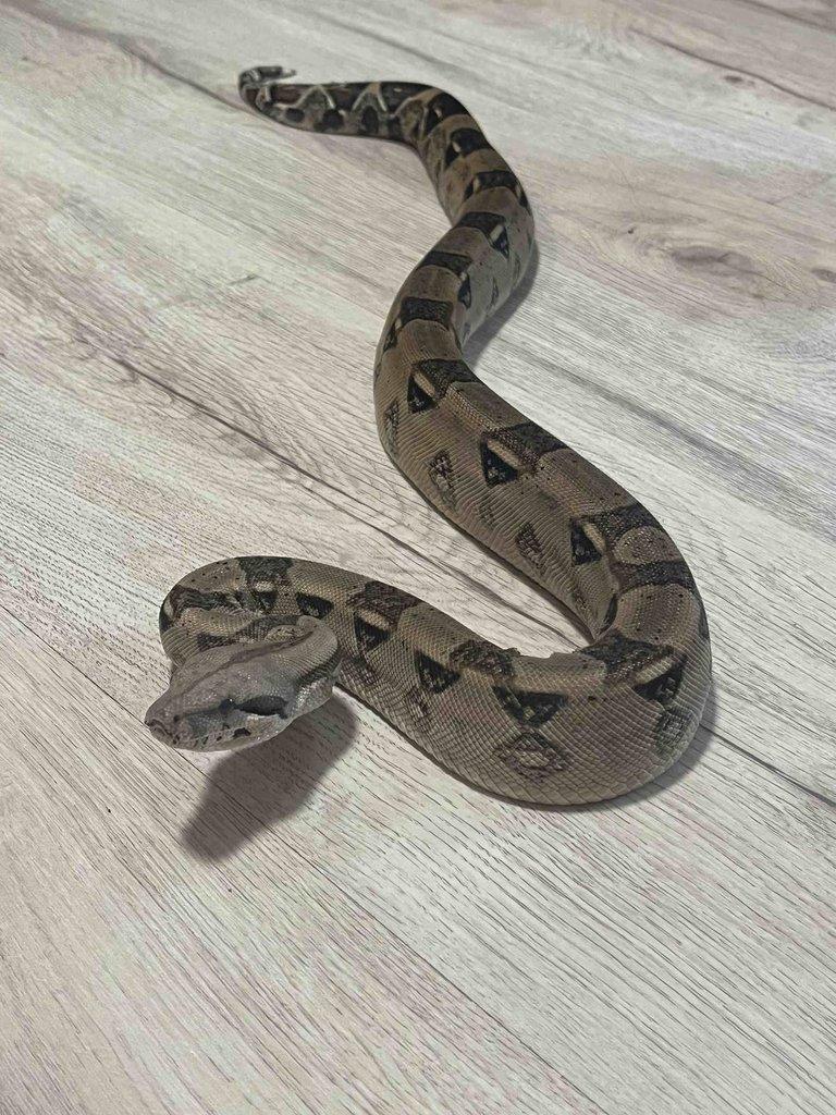 Hroznýš královský