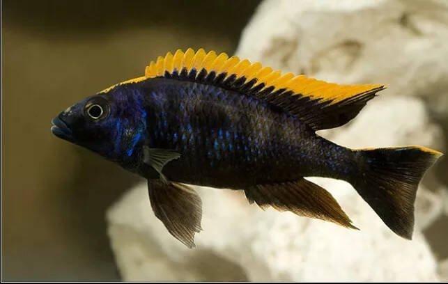 Tlamovci jezera Tanganika a Malawi.