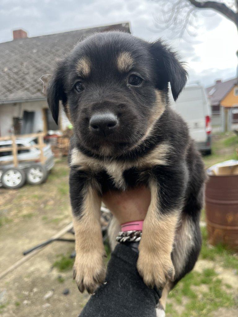 Prodám štěňátka