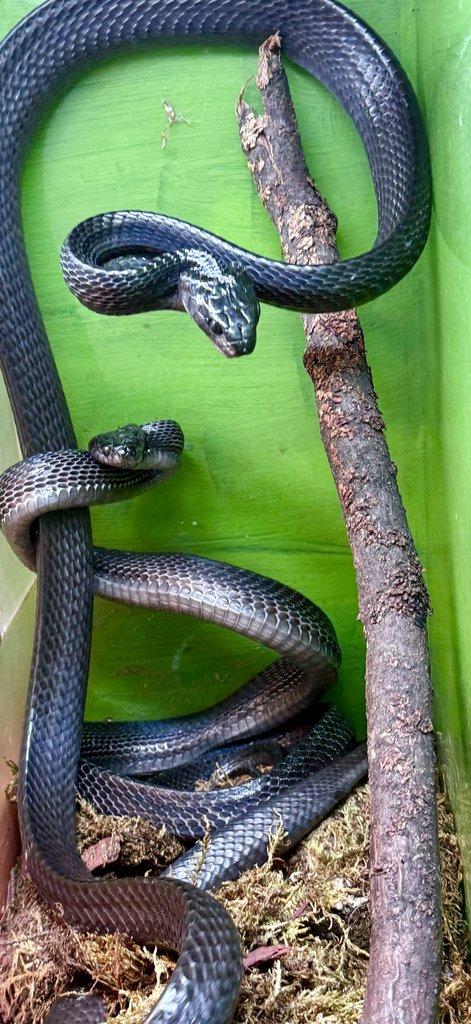 Boiga dendrophila gemmicincta