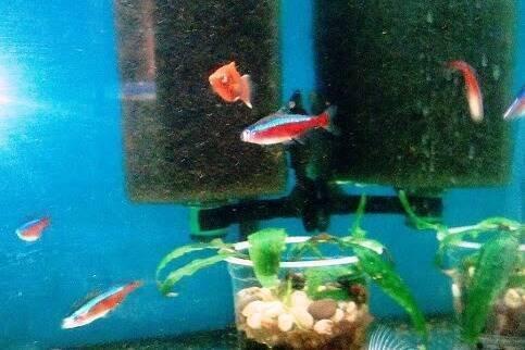 Neonka červená- Paracheirodon axelrodi