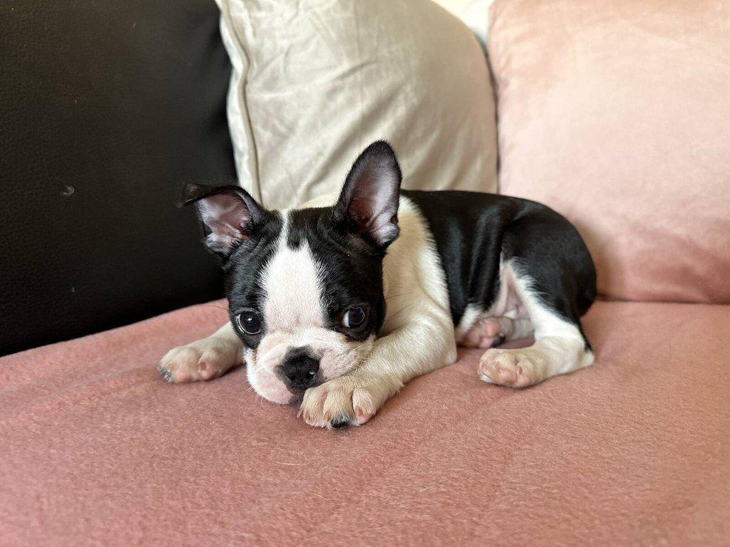 Bostonský teriér s PP FCI