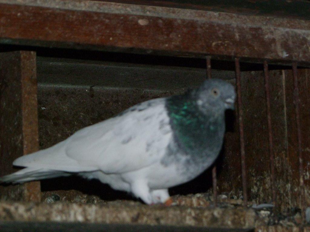 budapeštské vysokoletce