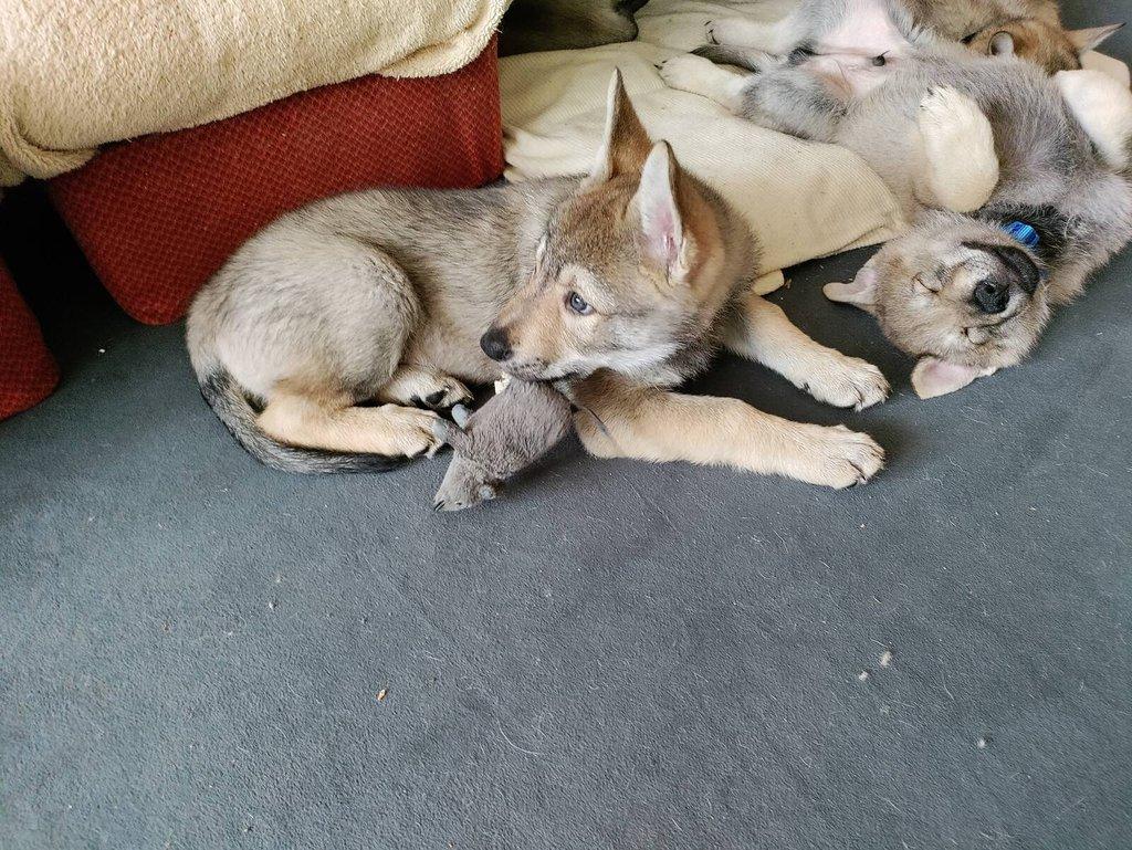 Československý vlčák - štěně s PP