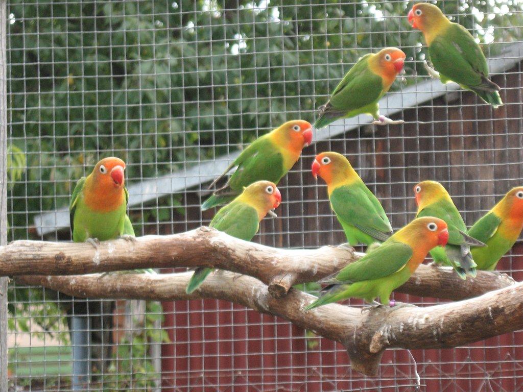 Prodám agapornise škraboškové a fišeráky