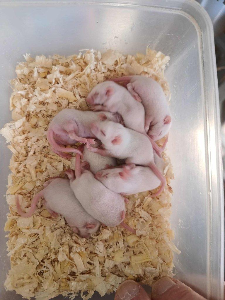 Potkani k odběru - různé velikosti