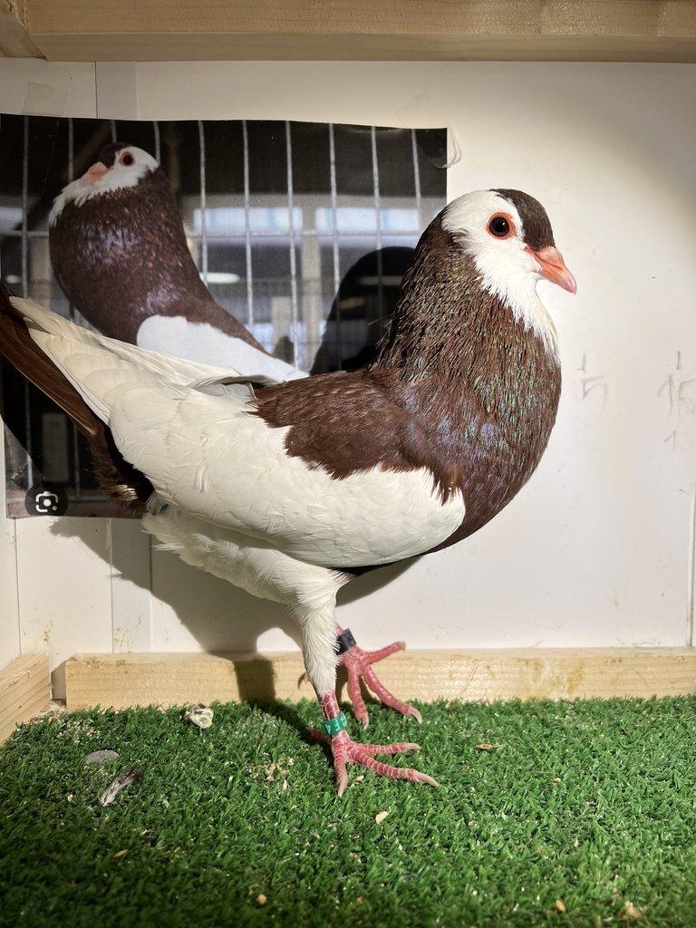 Český stavák červený Sedlatý- Holoubata