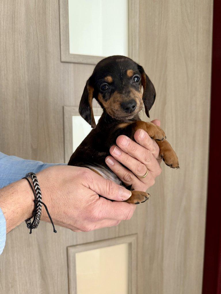 Jezevčík hladkosrstý trpasličí bez PP