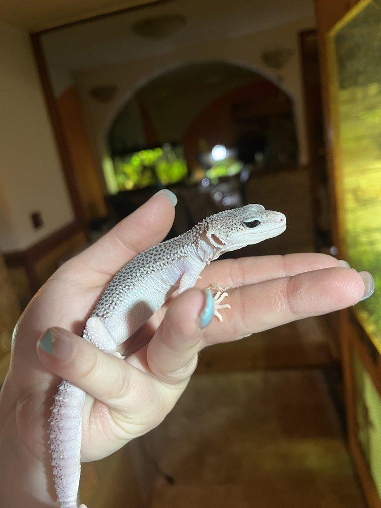 Gekončík noční samice