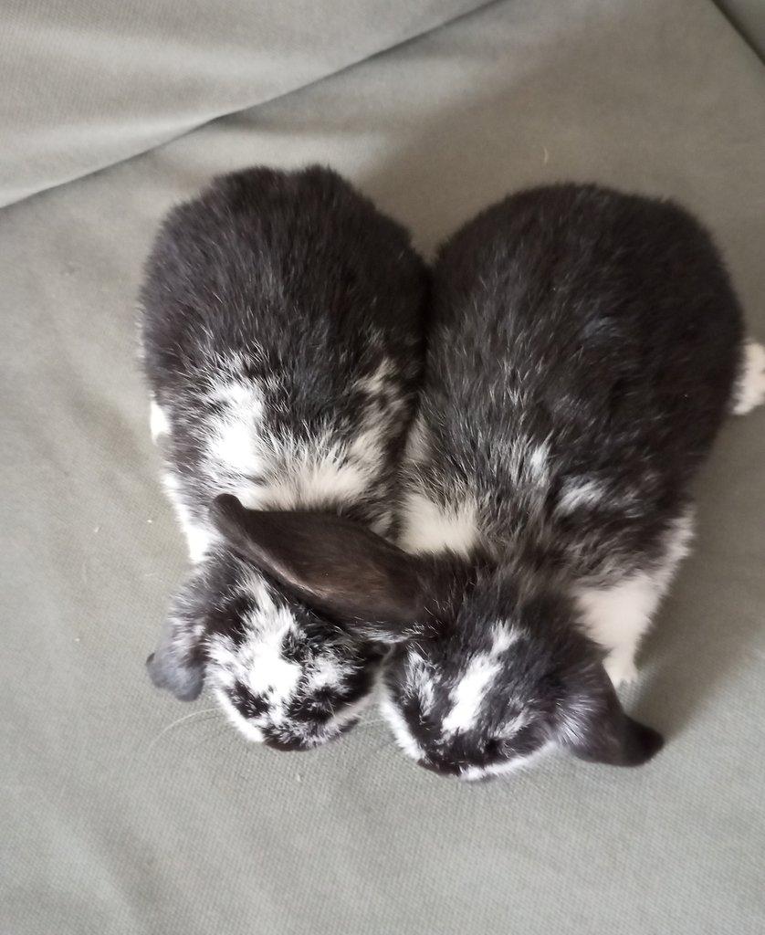 Zakrslý beránek králíček