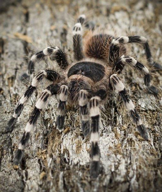 Poecilotheria metallica