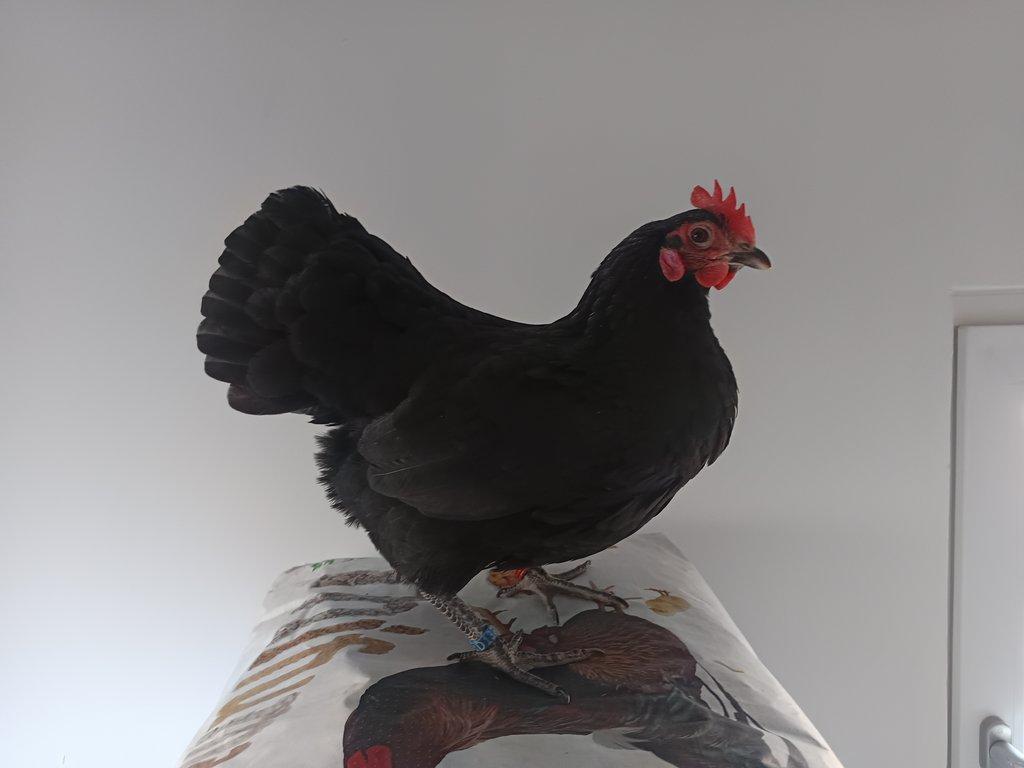 Násadová vejce zdrobnělé Australky černé a modré s lemy