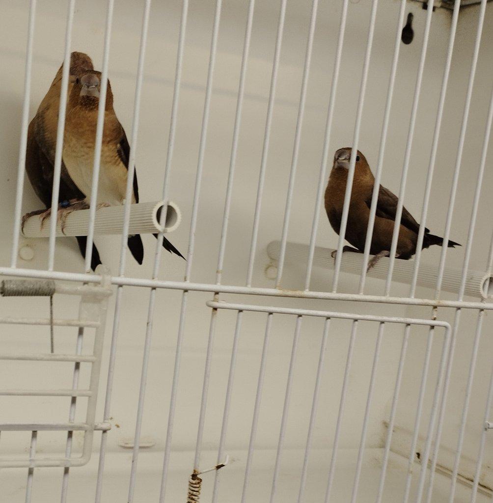 Zebřičky a stříbrozobky