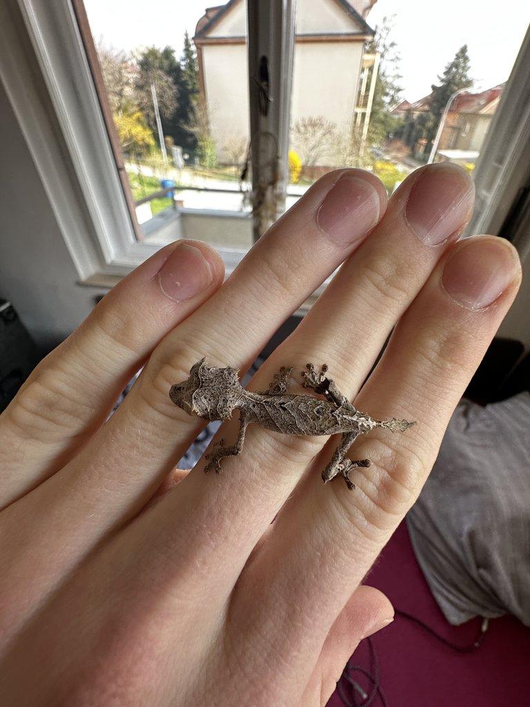 1.0 Uroplatus Ebenaui