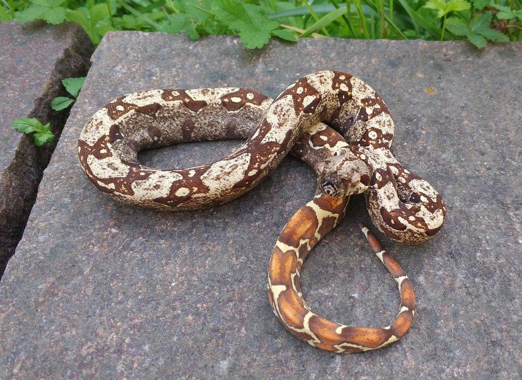 Boa imperator - Scoria Paradigm, IMG Arctic, IMG Paradigm