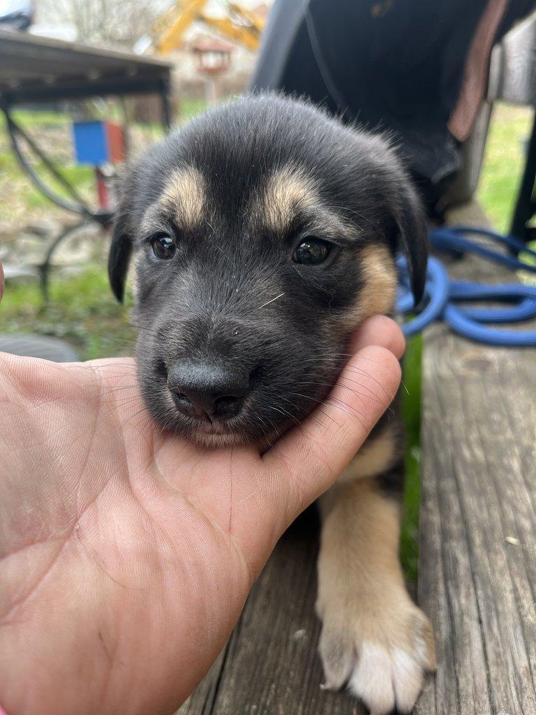 Prodám štěňátka