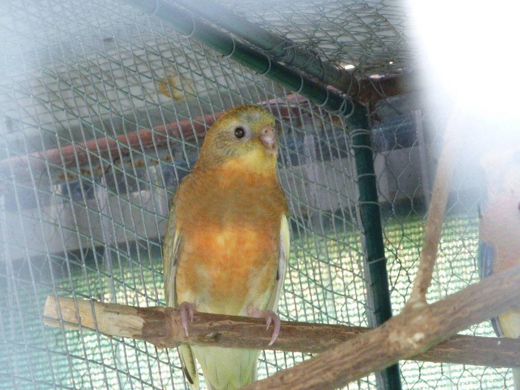 Prodám papoušek zpěvavý