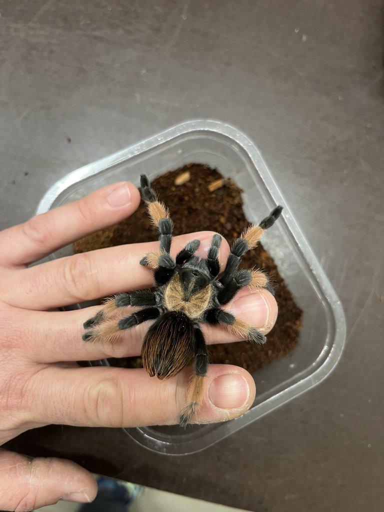 BRAHCHYPELMA spp - ZIVA 20.12.