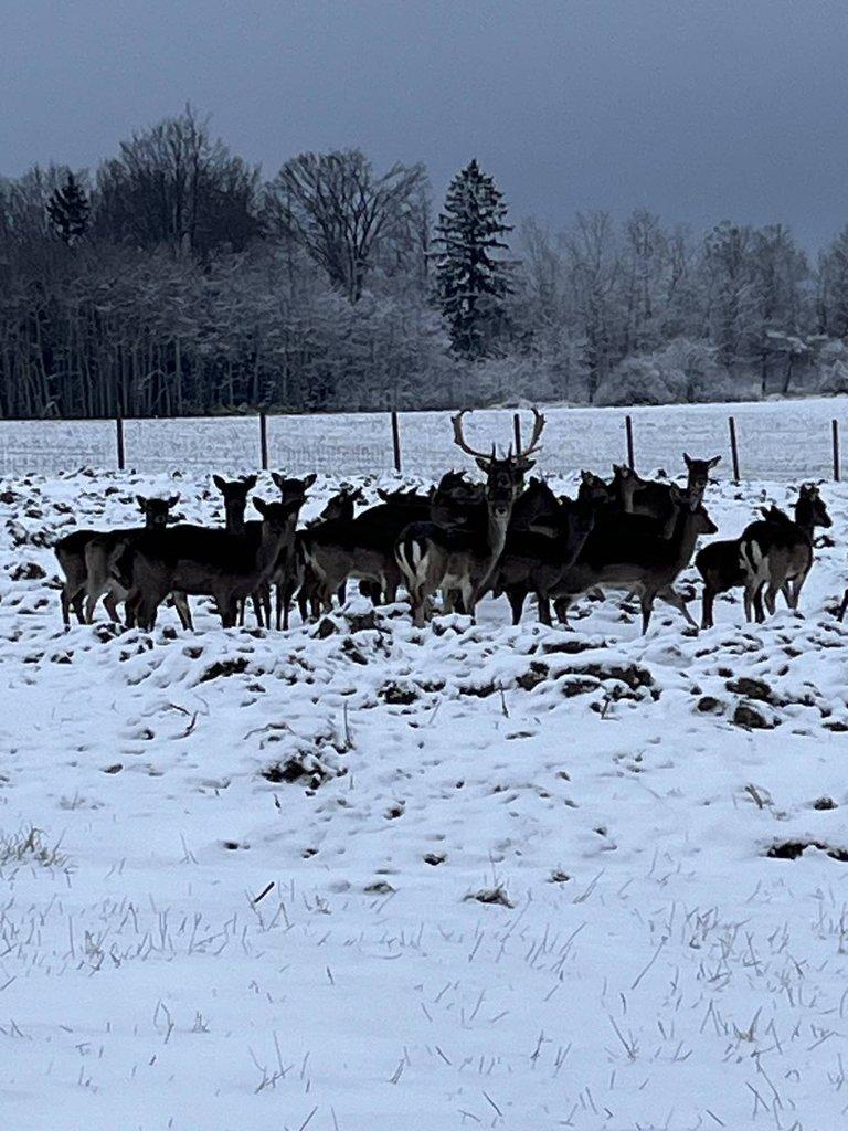Prodám daňčí zvěř