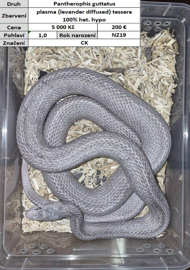 Pantherophis guttatus