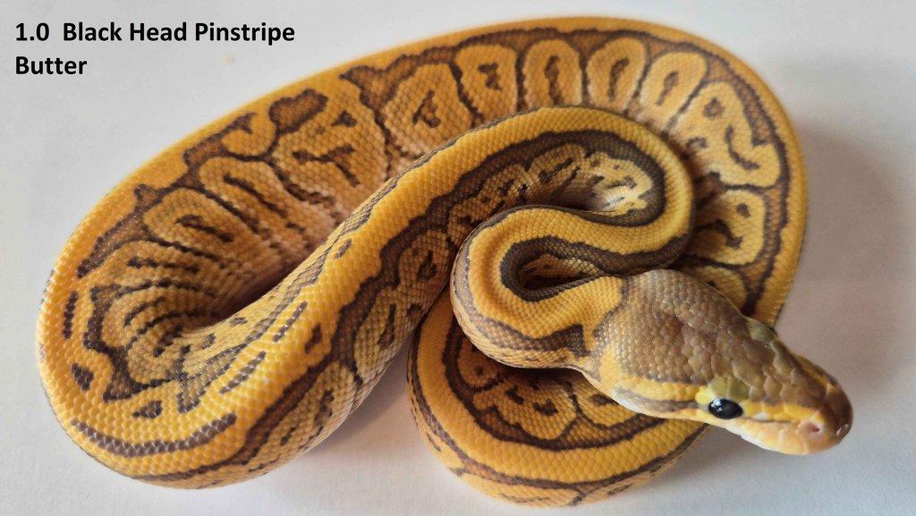 Krajta královská - prodám vlastní odchov 2023 - 2025