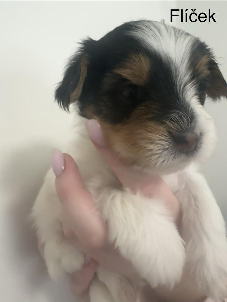 Nabízím k rezervaci štěňátka biewer teriér bez PP