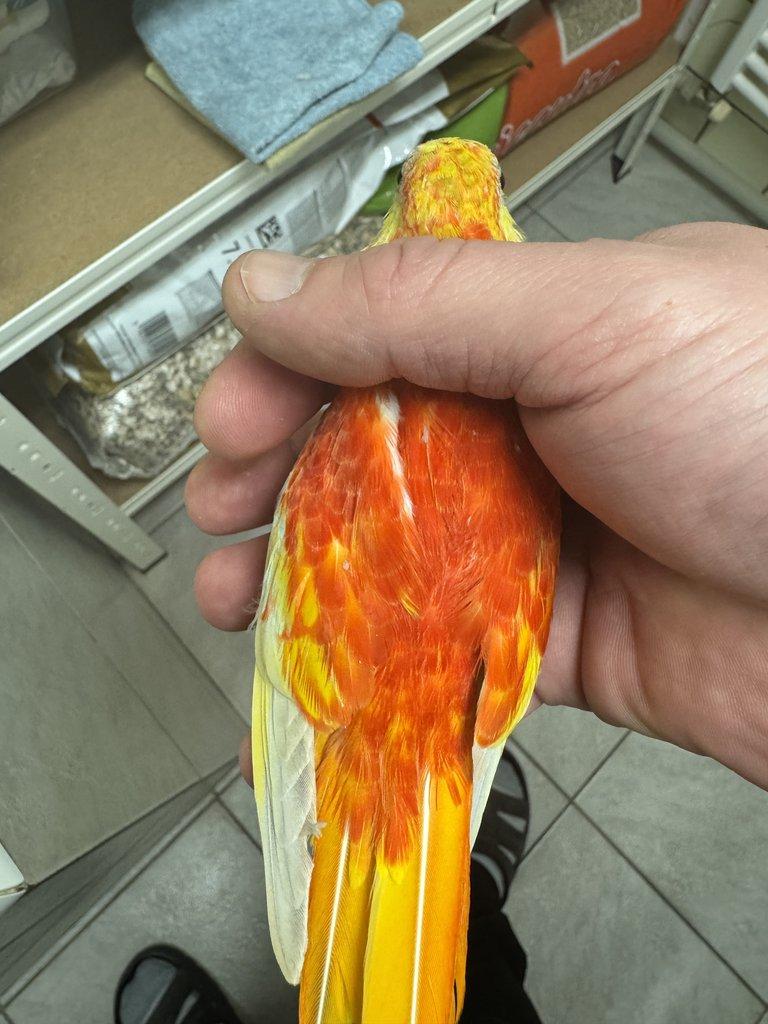 Neofémy tyrkysové rudoprsé opalíny