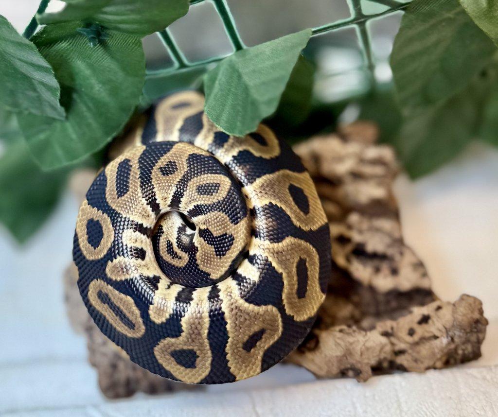 Zamluvené mohu vzít na Živou exotiku 17.1.26 - F18-F20