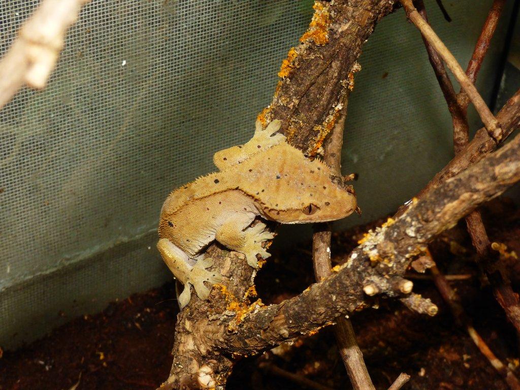 Pagekon řasnatý (Coreolophus ciliatus)