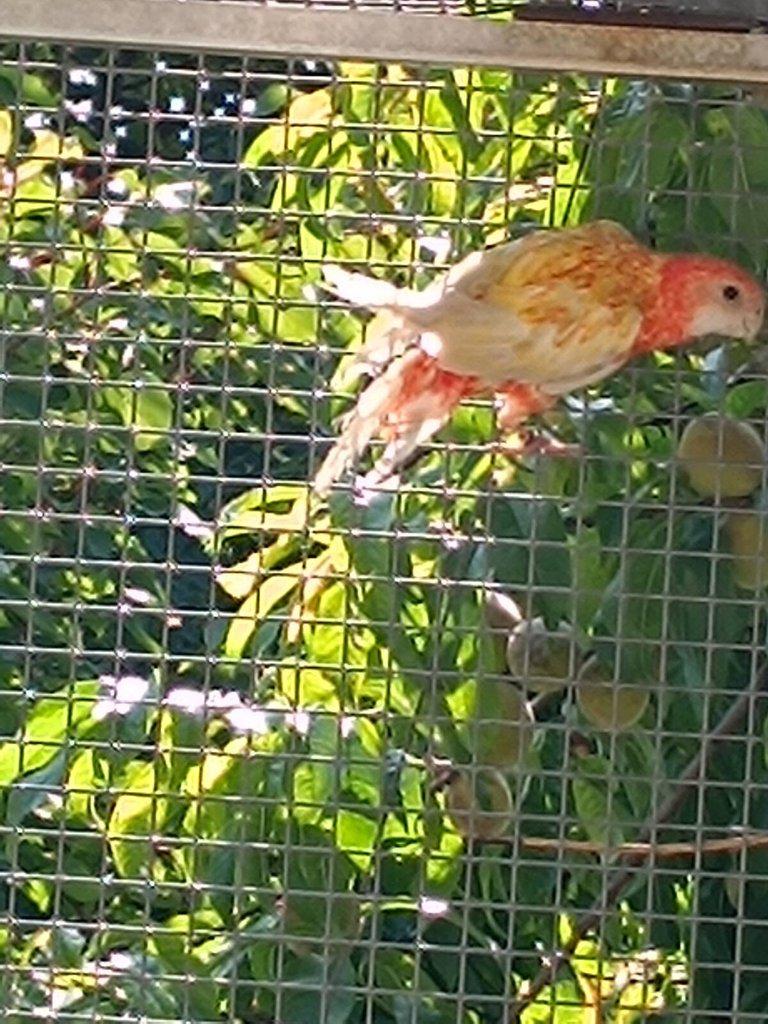 Rosela Pestrá Mutace Prodej