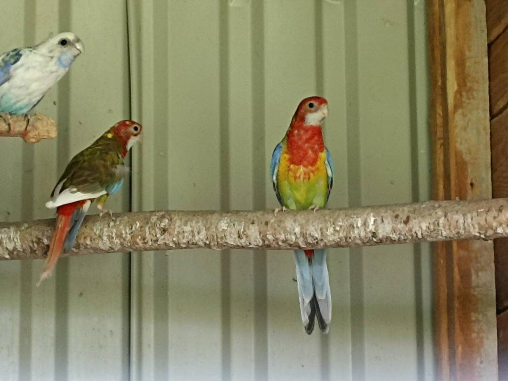 Rosely pestré -modrá, černá.