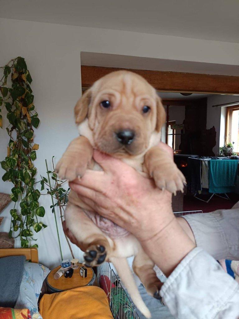 Štěňata- kříženci