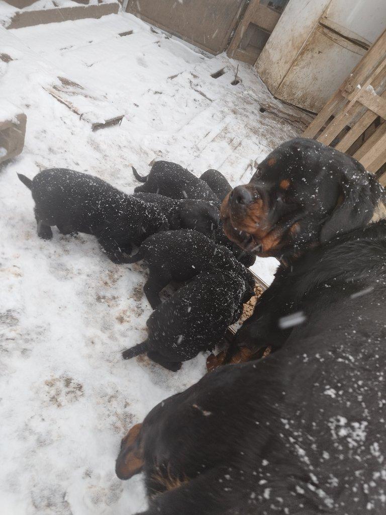 Štěňata rotvajlera