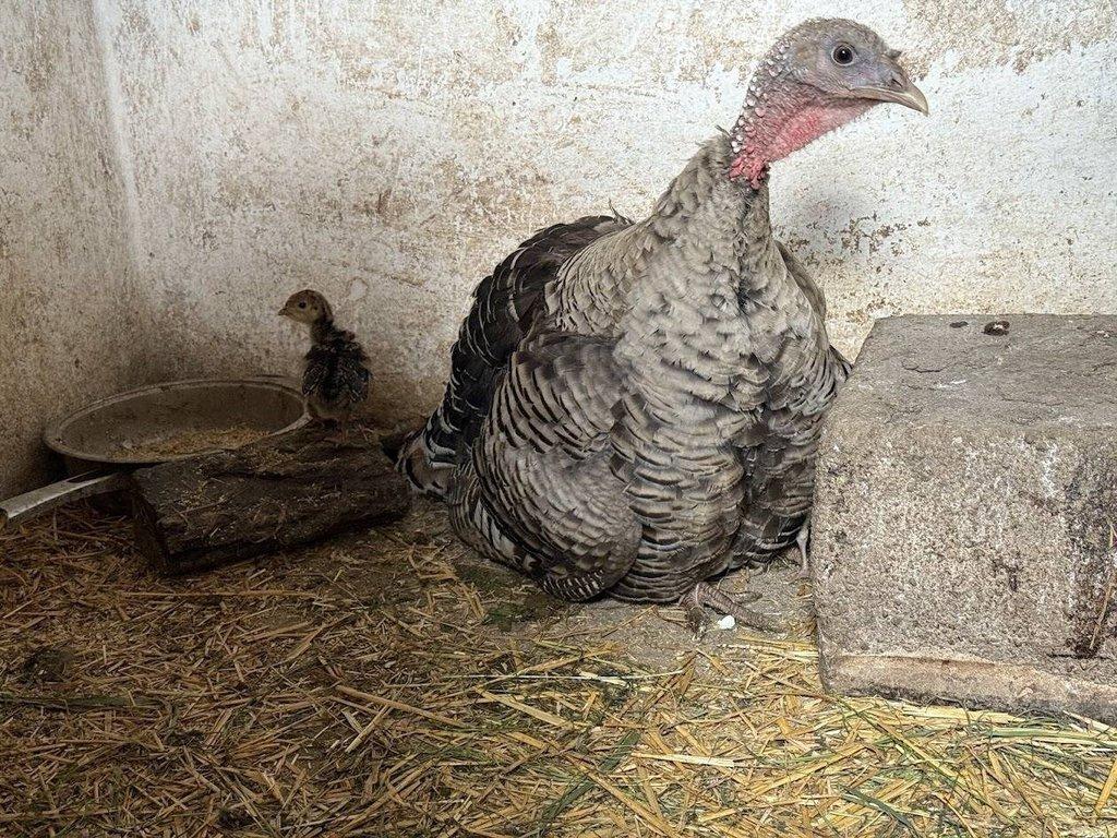 Prodám krůťata - 1 týden stará